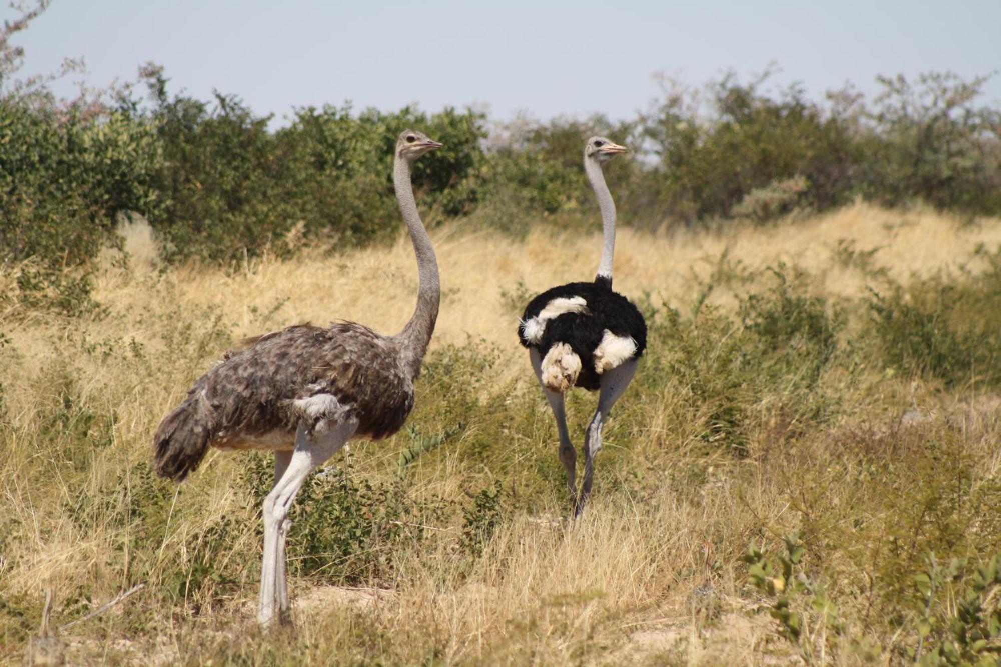 Grassland Safari Lodge Ghanzi Экстерьер фото